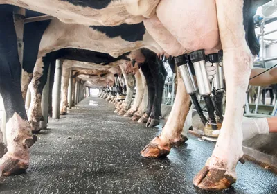 Row of cows being milked in a dairy farm. Row of cows being milked in a dairy farm.